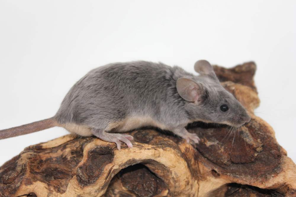 Fancy mouse Breeder Mus musculus 