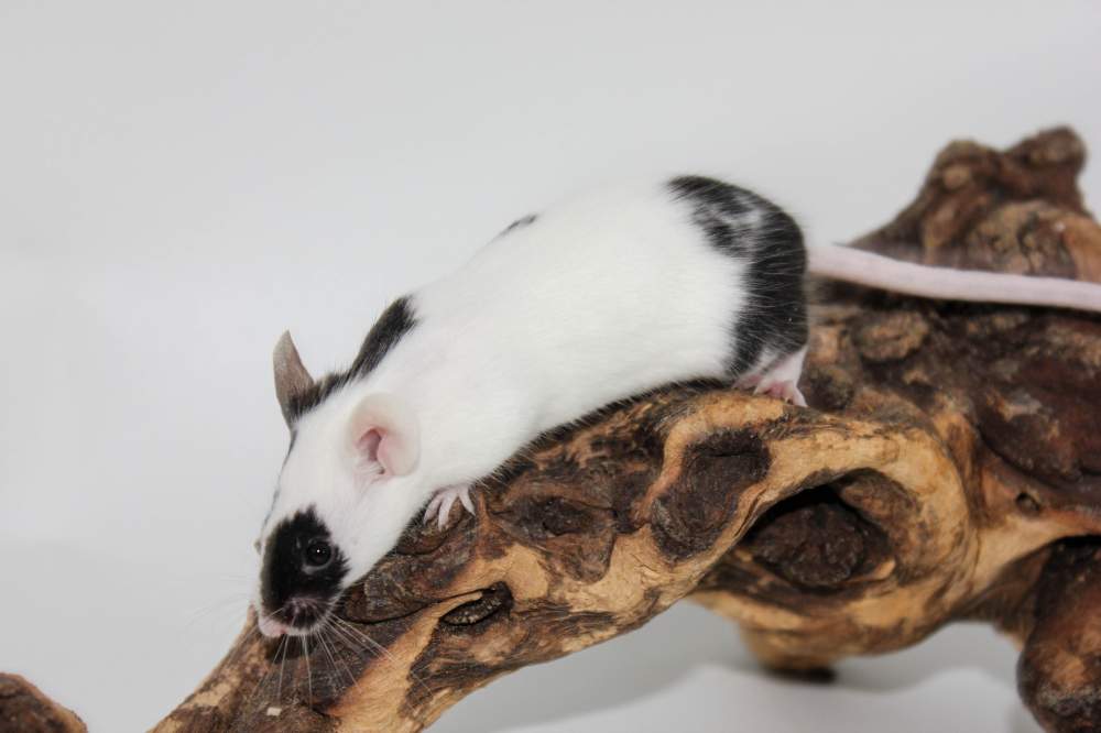 Fancy mouse Available for rehoming Mus musculus 