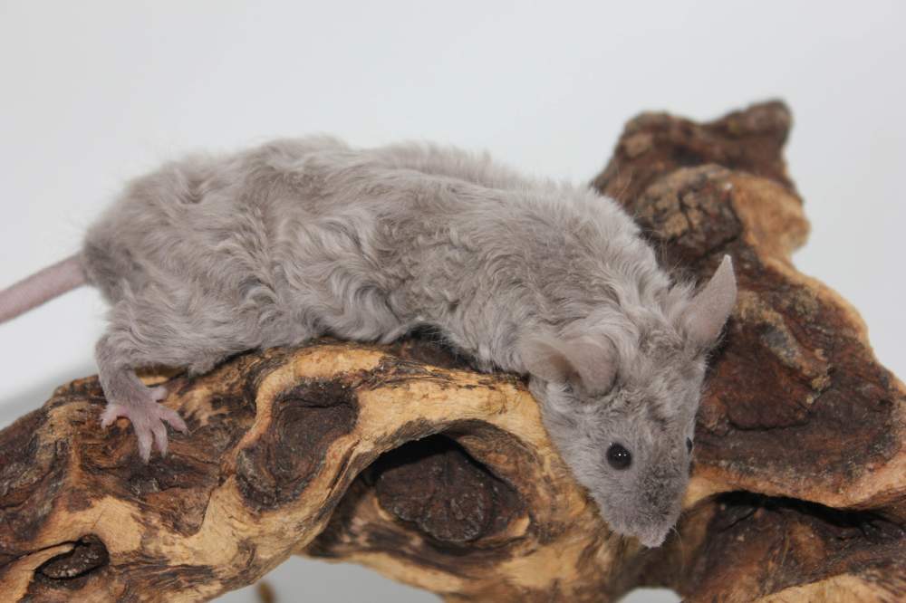 Fancy mouse Breeder Mus musculus 