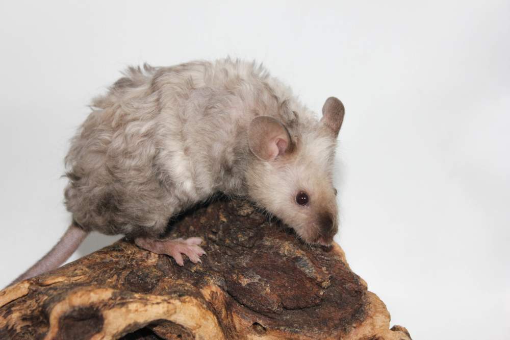 Fancy mouse Pet only Mus musculus 