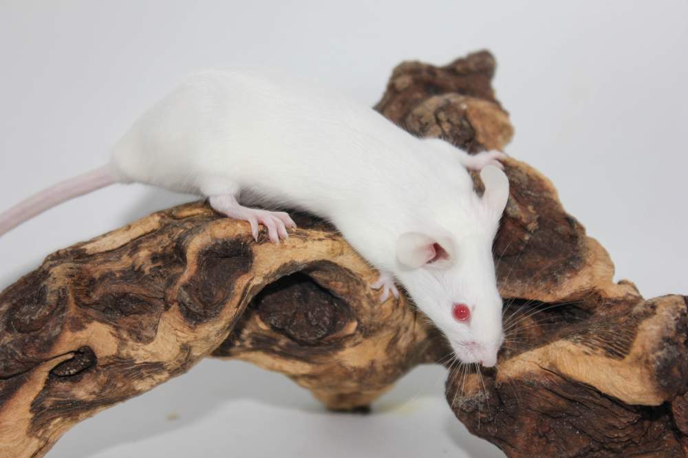 Fancy mouse Rehomed Mus musculus 