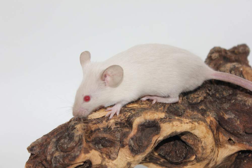 Fancy mouse Breeder Mus musculus 