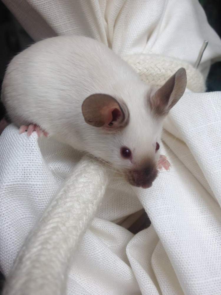 Fancy mouse Retired Mus musculus 