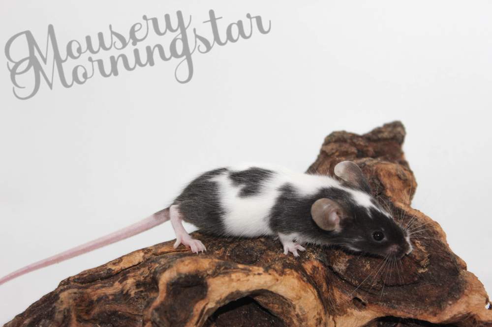 Fancy mouse Pet only Mus musculus 