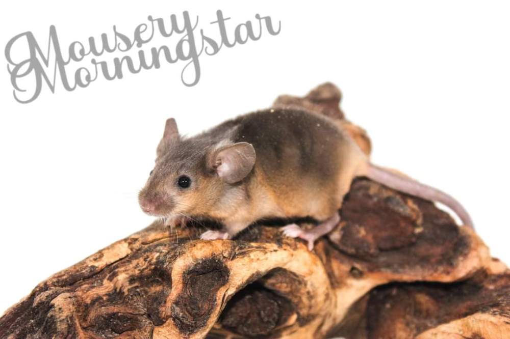 Fancy mouse Pet only Mus musculus 