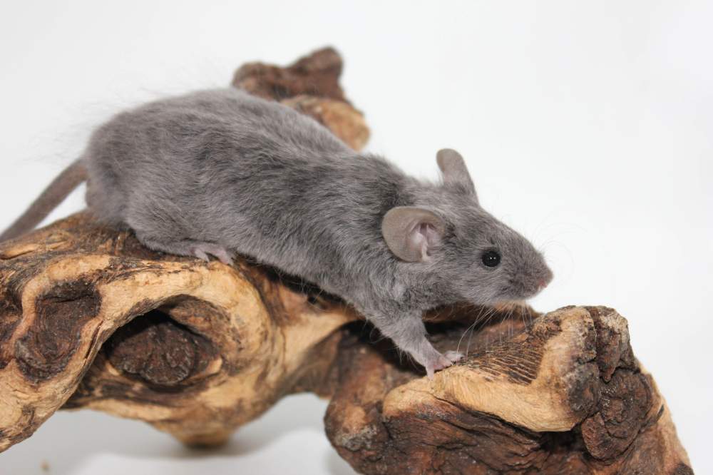 Fancy mouse Breeder Mus musculus 