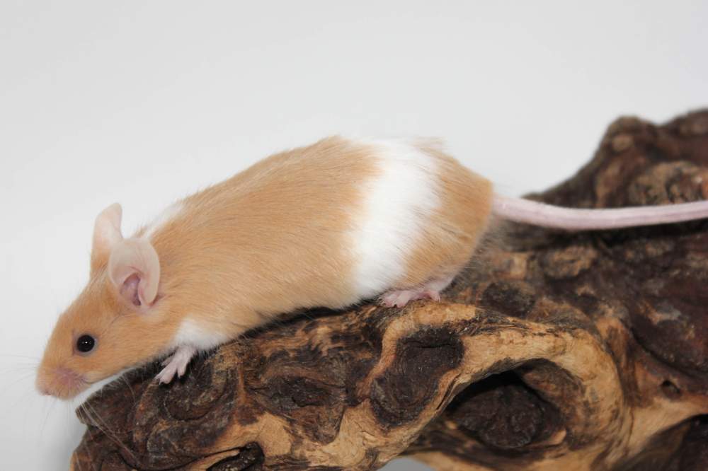 Fancy mouse Available for rehoming Mus musculus 