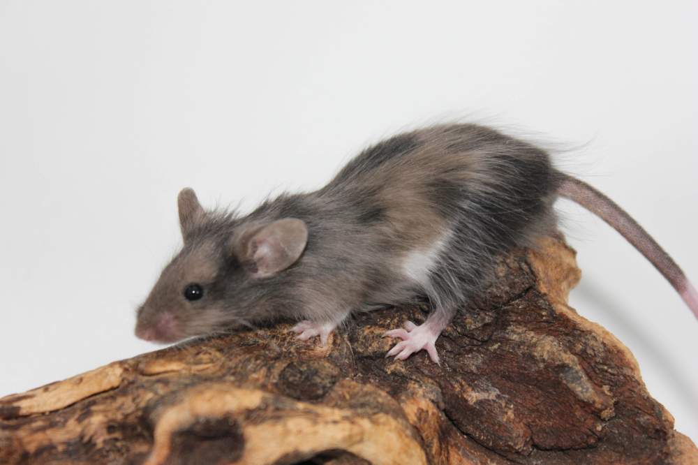 Fancy mouse Breeder Mus musculus 