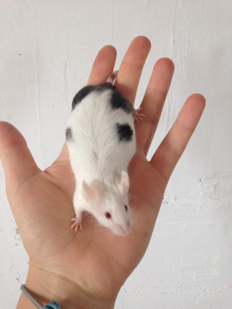 Fancy mouse Retired Mus musculus 