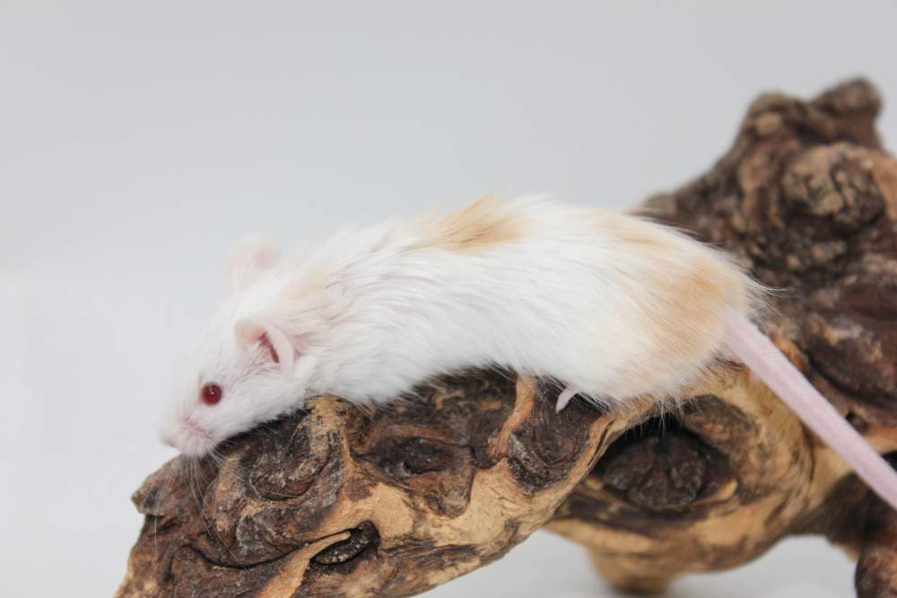 Fancy mouse Pet only Mus musculus 