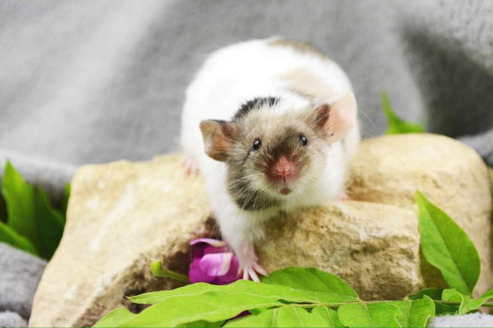 Fancy mouse Retired Mus musculus 