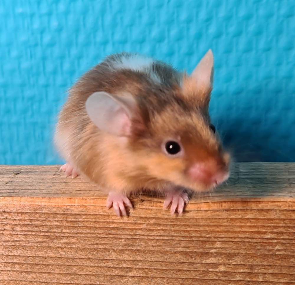 Fancy mouse Retired Mus musculus 