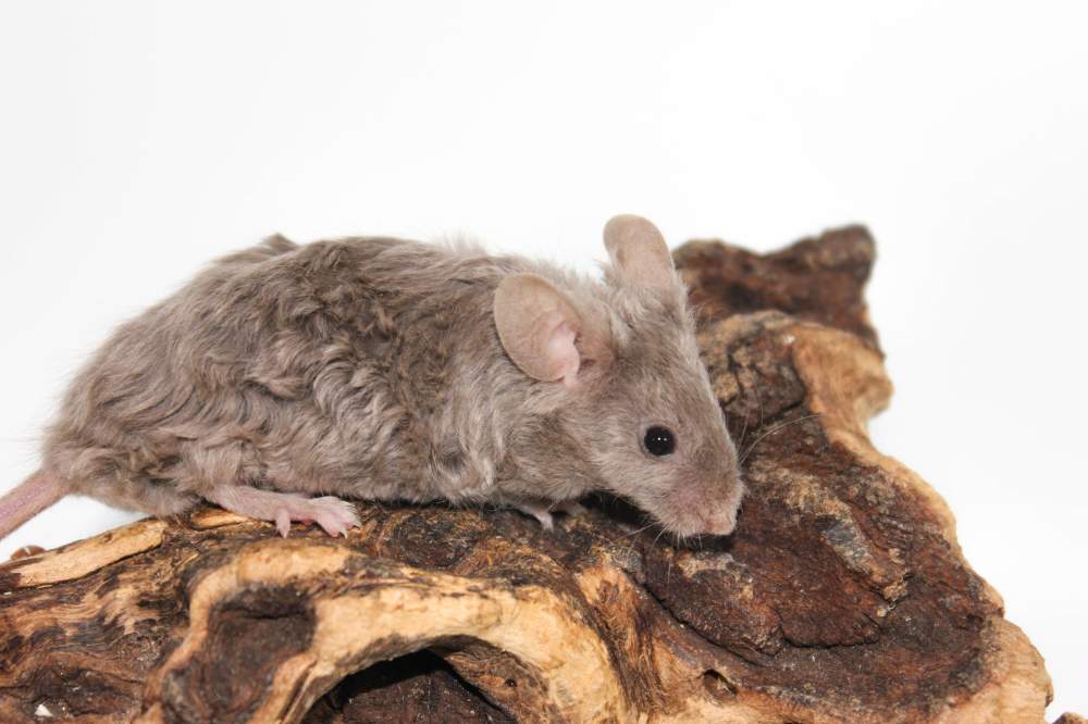 Fancy mouse Breeder Mus musculus 