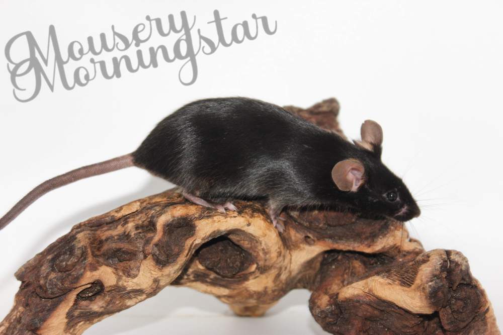 Fancy mouse Retired Mus musculus 