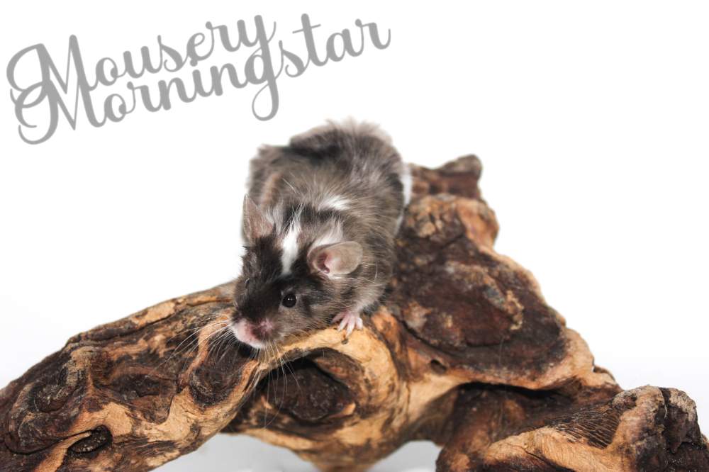 Fancy mouse Retired Mus musculus 