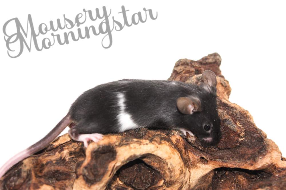 Fancy mouse Pet only Mus musculus 