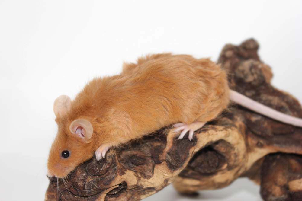 Fancy mouse Retired Mus musculus 