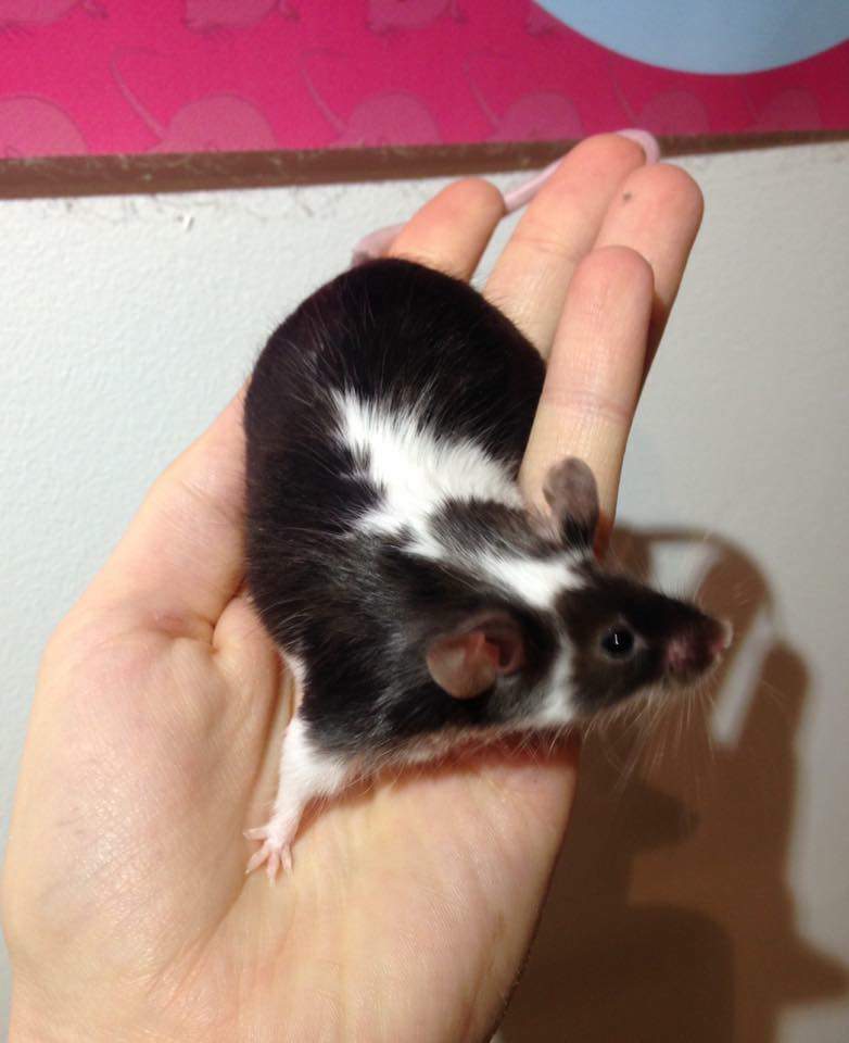 Fancy mouse Retired Mus musculus 