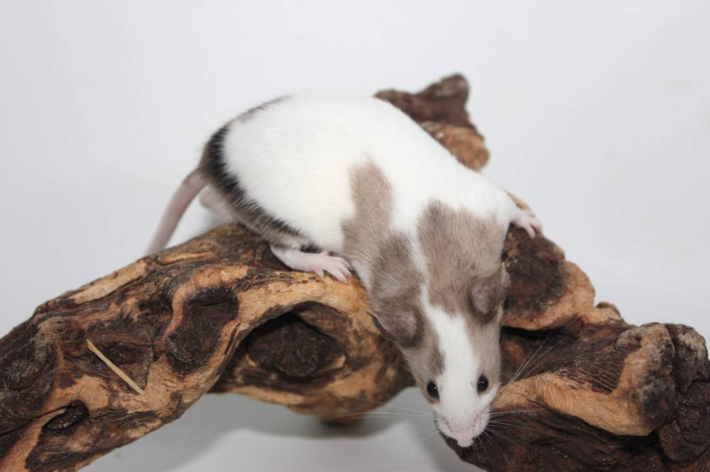 Fancy mouse Retired Mus musculus 