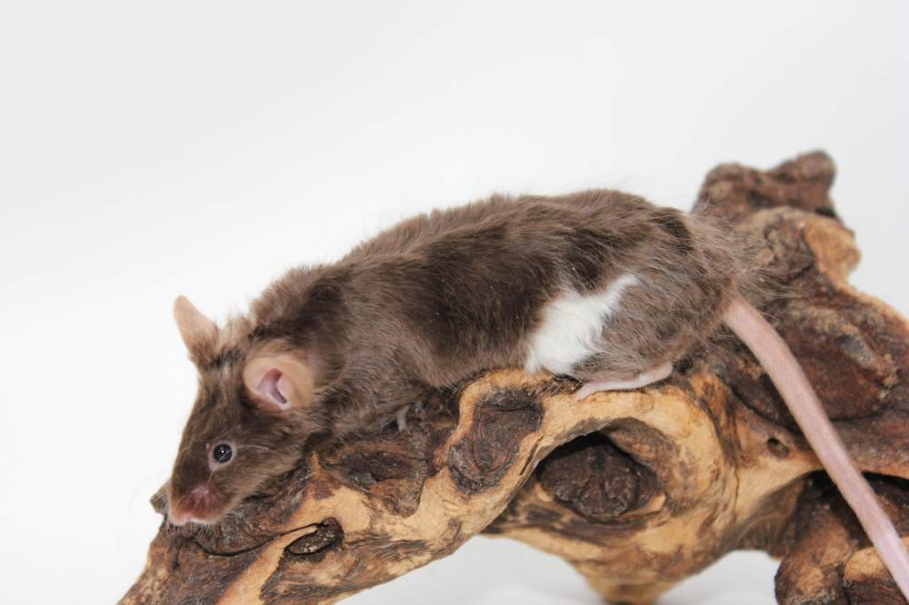Fancy mouse Breeder Mus musculus 