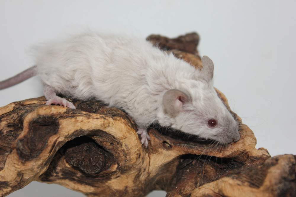 Fancy mouse Breeder Mus musculus 