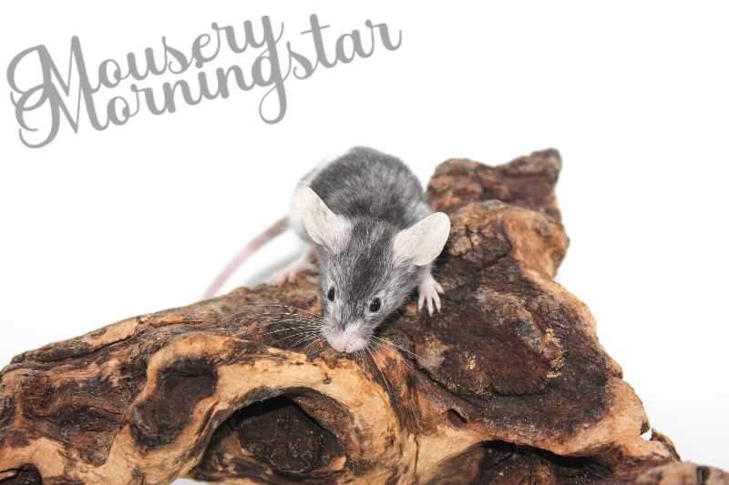 Fancy mouse Retired Mus musculus 
