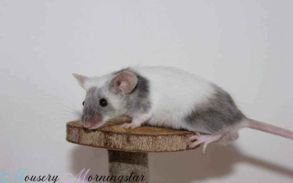 Fancy mouse Retired Mus musculus 