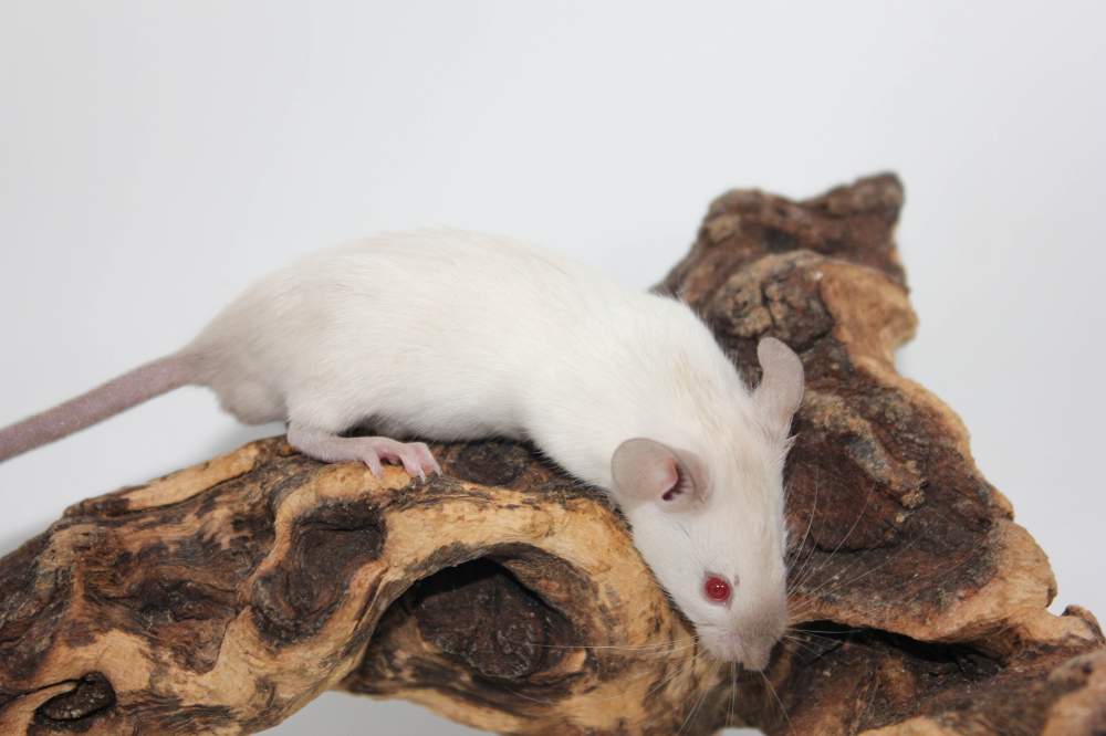 Fancy mouse Breeder Mus musculus 
