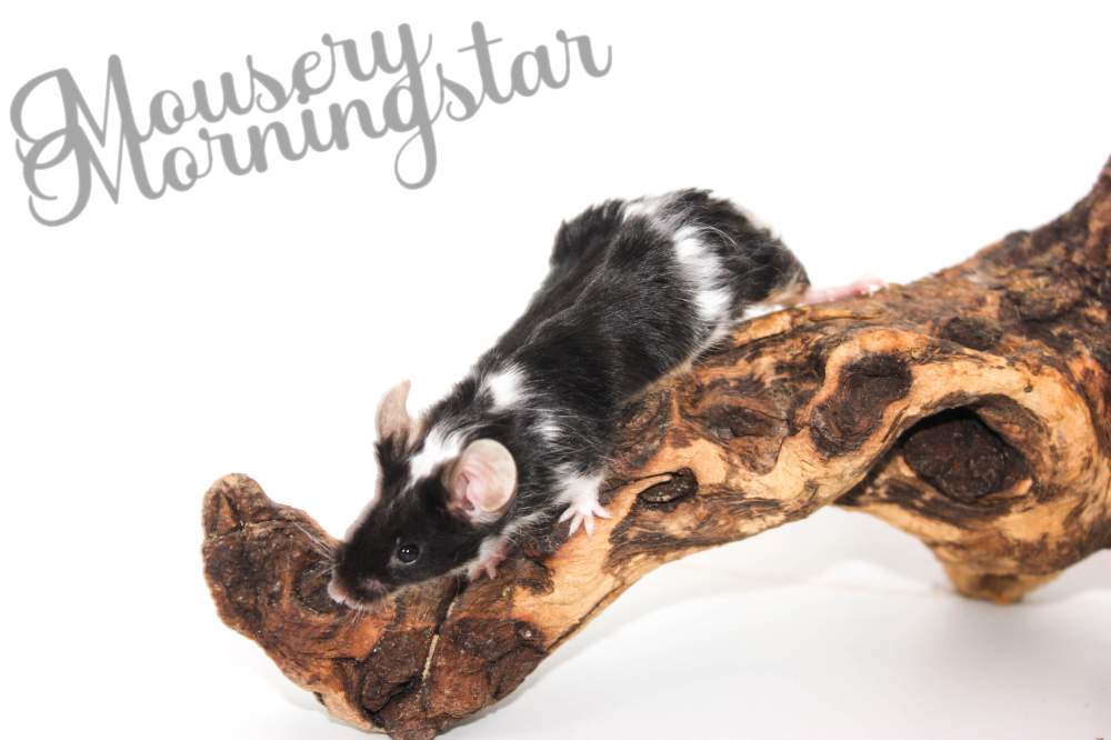 Fancy mouse Retired Mus musculus 