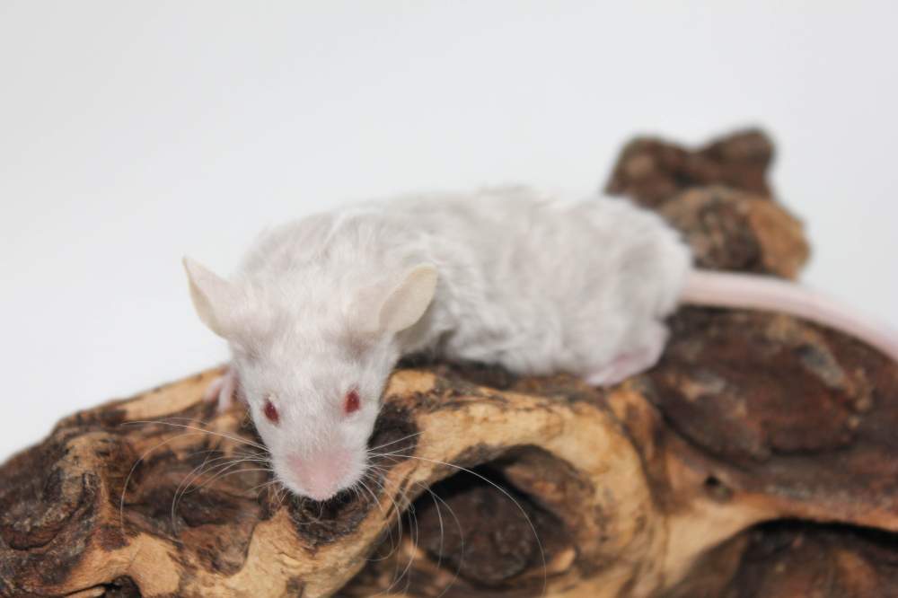 Fancy mouse Breeder Mus musculus 