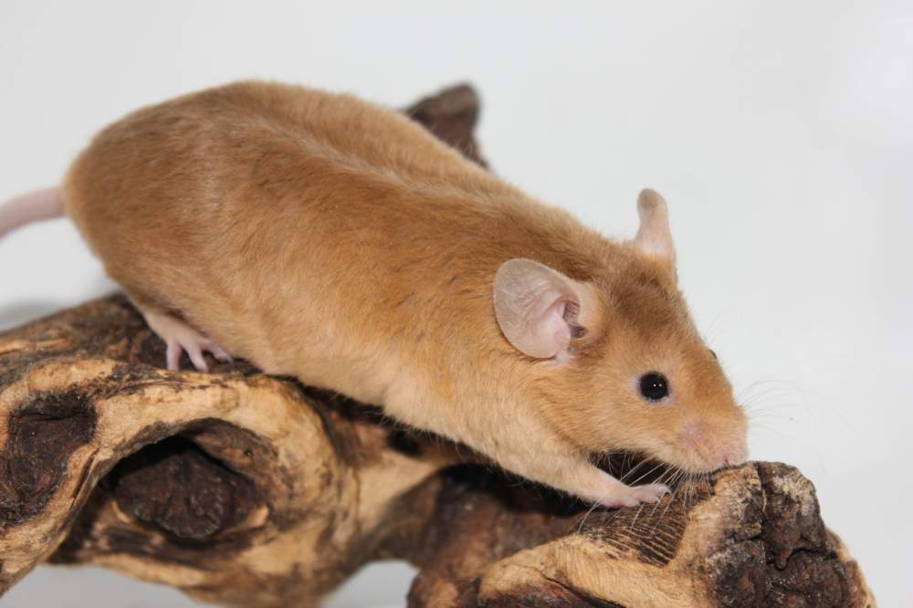 Fancy mouse Breeder Mus musculus 