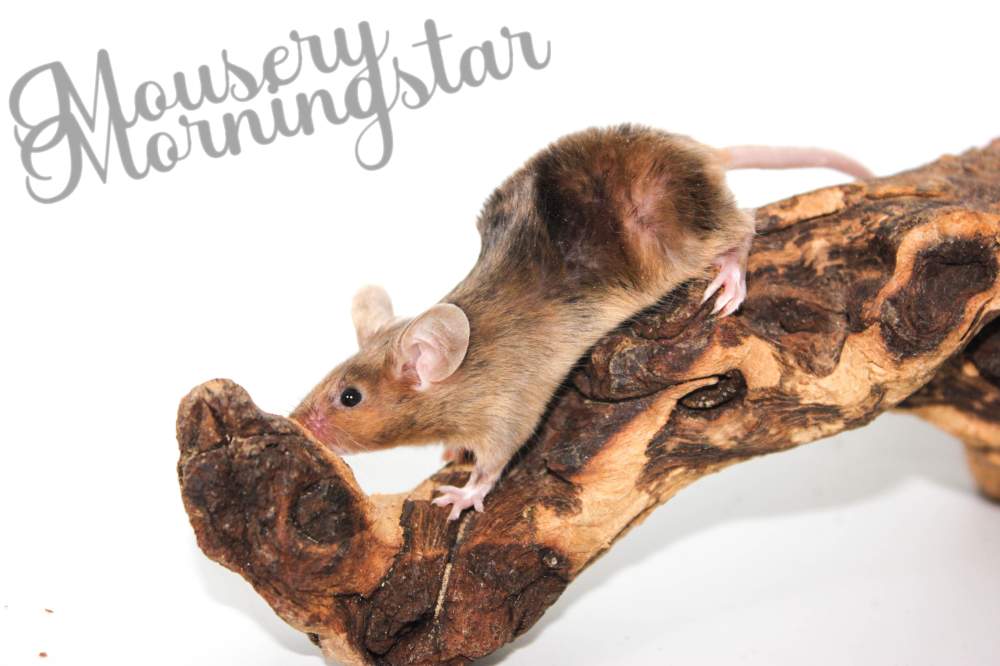 Fancy mouse Rehomed Mus musculus 