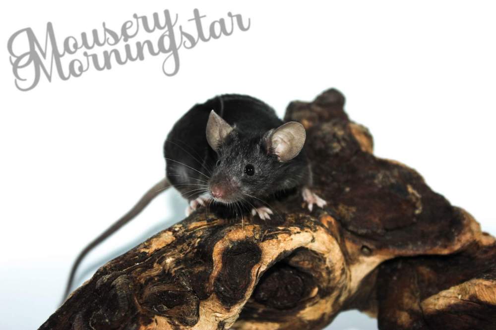 Fancy mouse Deceased Mus musculus 