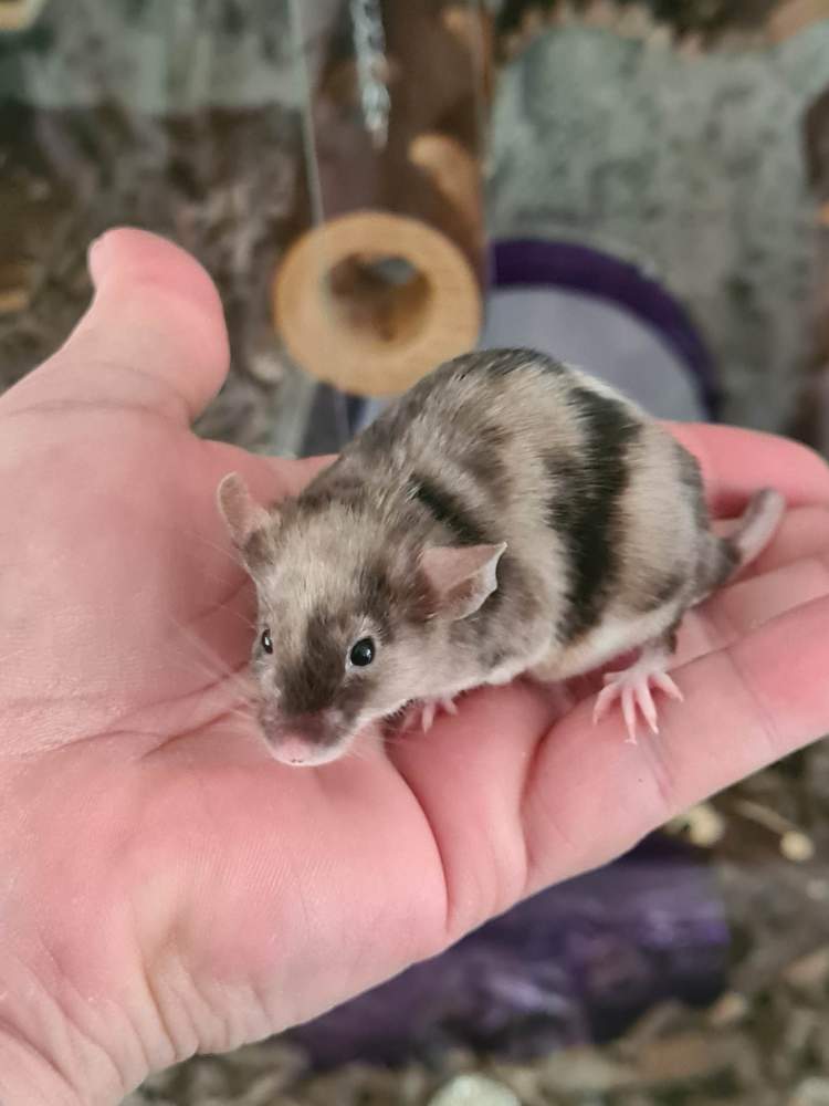 Fancy mouse Pet only Mus musculus 