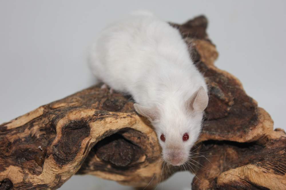 Fancy mouse Breeder Mus musculus 