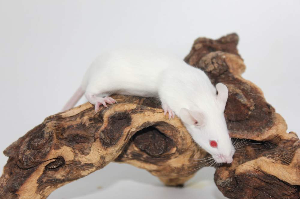 Fancy mouse Breeder Mus musculus 