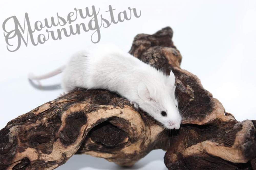 Fancy mouse Breeder Mus musculus 