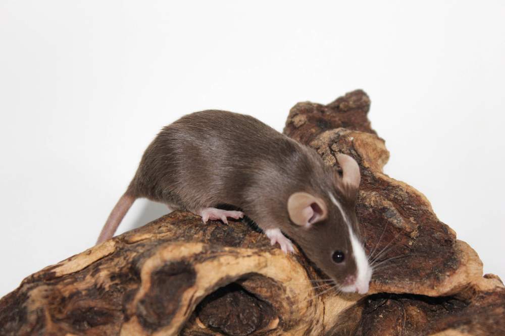 Fancy mouse Free Mus musculus 