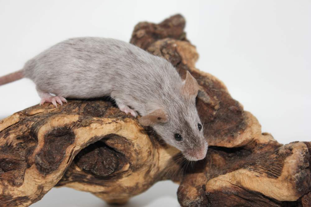 Fancy mouse Breeder Mus musculus 