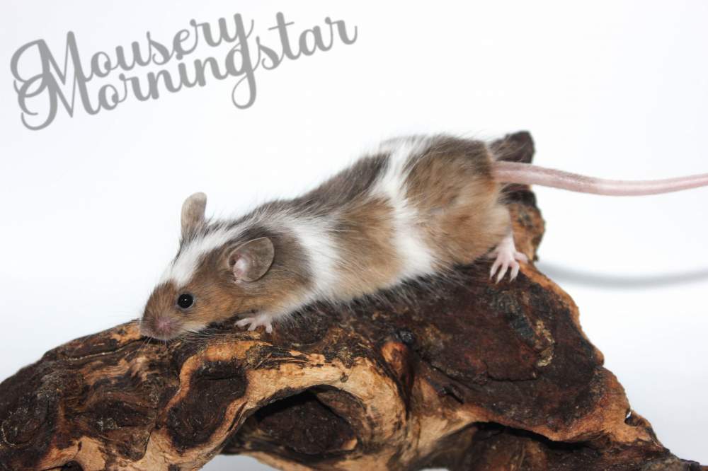 Fancy mouse Retired Mus musculus 