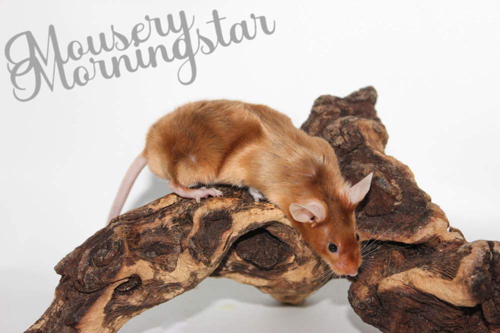Fancy mouse Deceased Mus musculus 