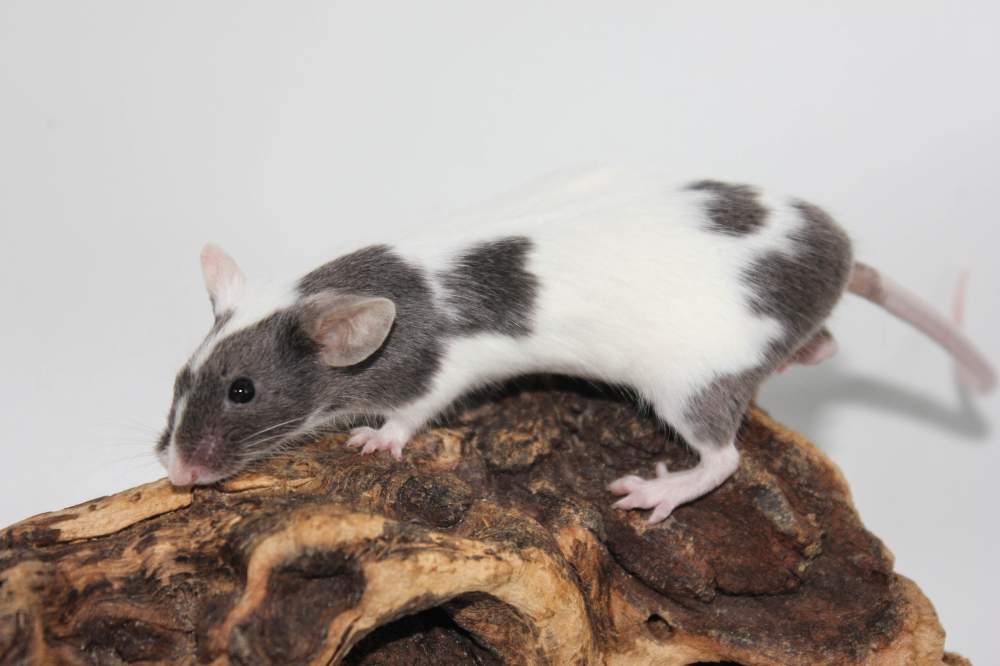 Fancy mouse Breeder Mus musculus 