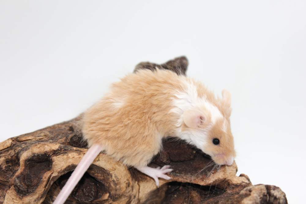 Fancy mouse Pet only Mus musculus 