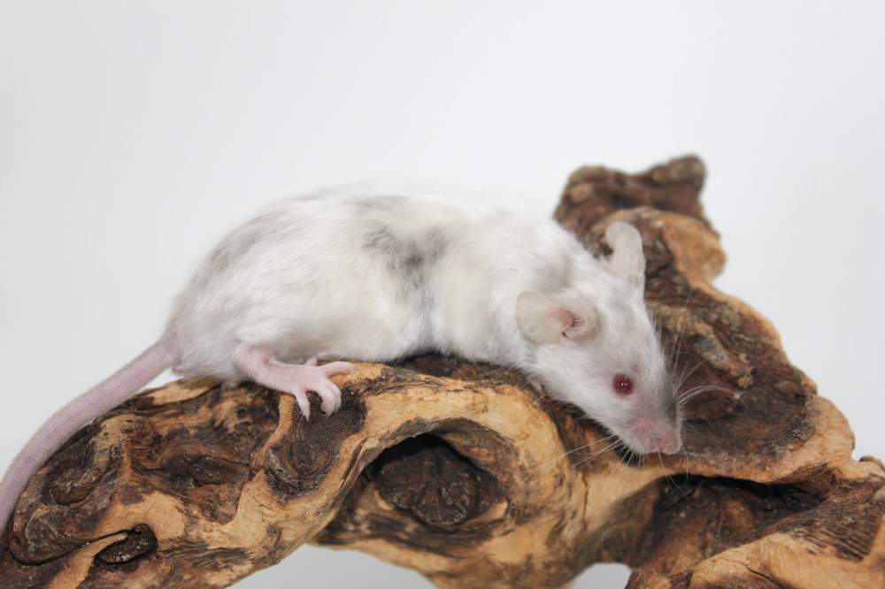 Fancy mouse Breeder Mus musculus 