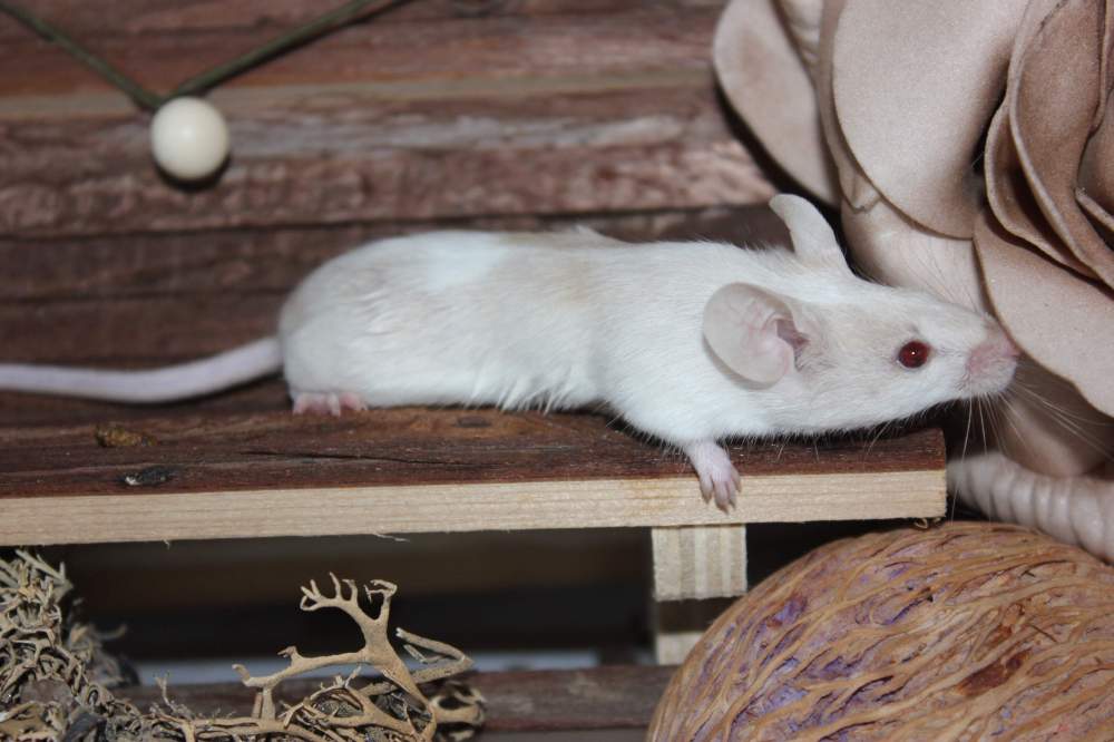 Fancy mouse Retired Mus musculus 