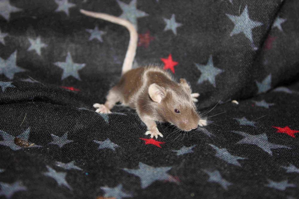 Fancy mouse Retired Mus musculus 