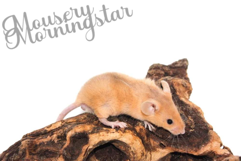 Fancy mouse Rehomed Mus musculus 