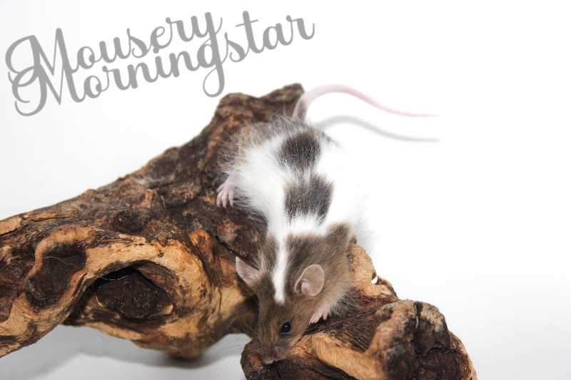 Fancy mouse Deceased Mus musculus 