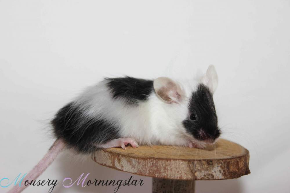Fancy mouse Retired Mus musculus 