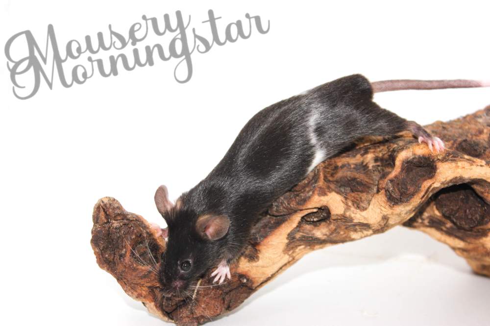 Fancy mouse Retired Mus musculus 